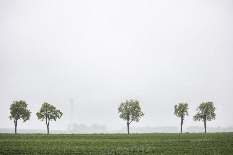 Trees along a country road stand out in front of wind turbines in Vierkirchen