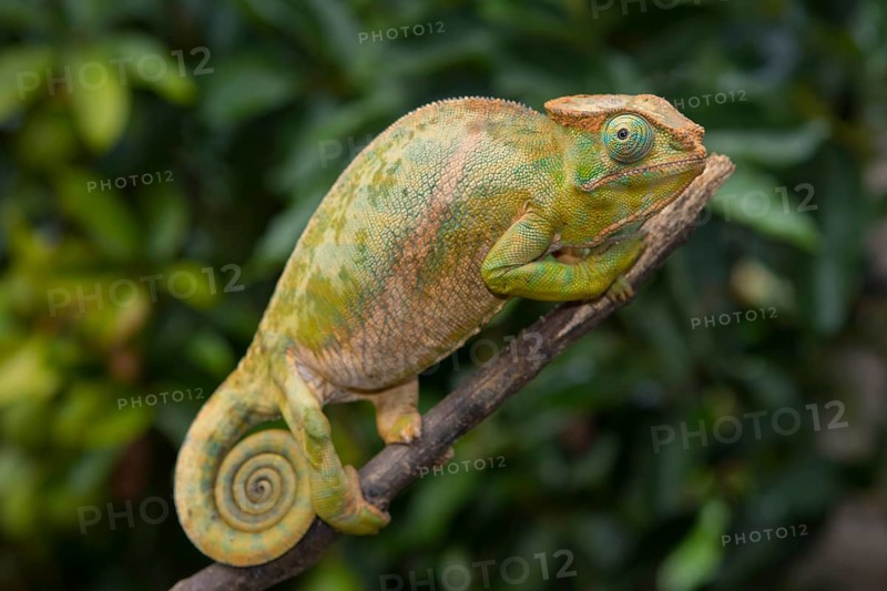 Two-striped chameleon
