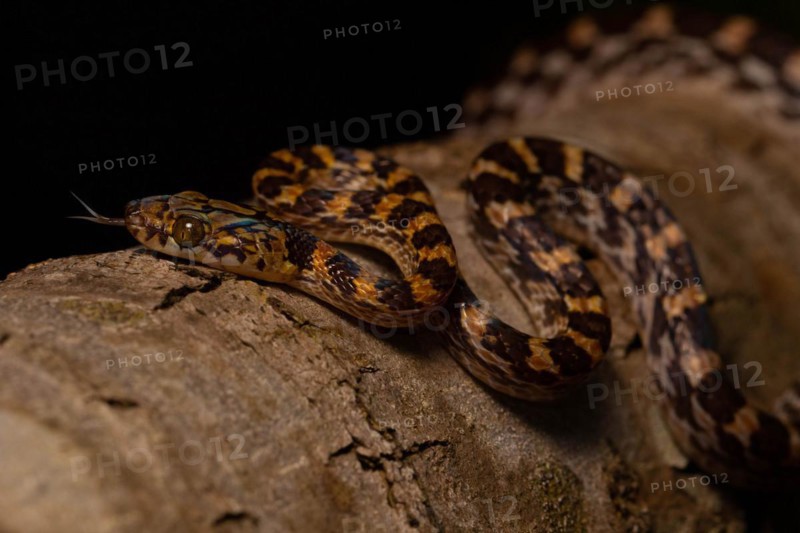 Ampijoroa tree snake