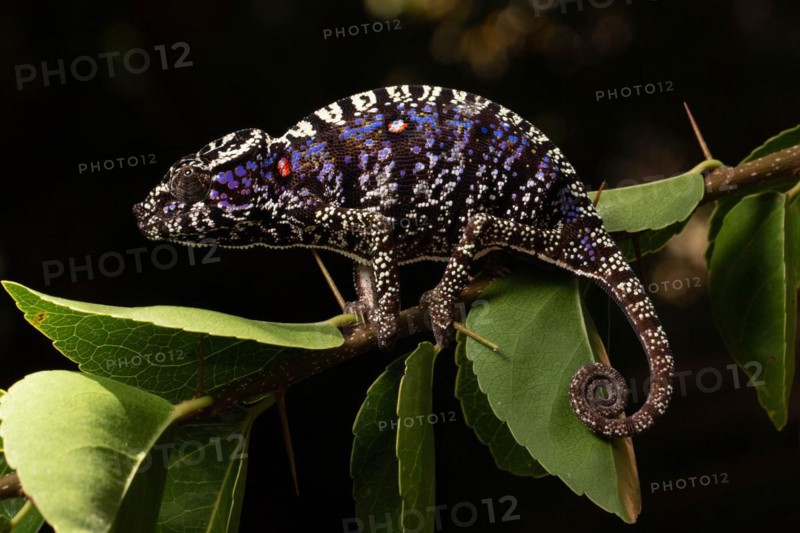 Rediscovered female voeltzkow's chameleon