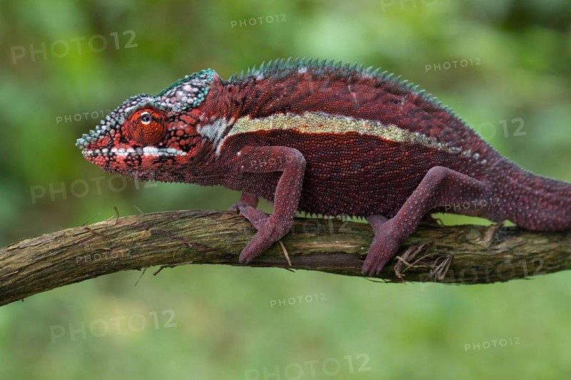 Male panther chameleon