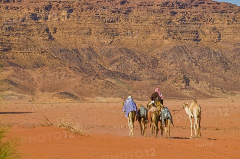 Bedouins with camels in desert