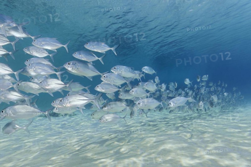 Shoal