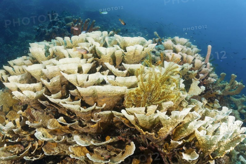 Favia stony coral
