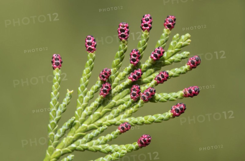 Red male flowers of the Lawsons false cypress
