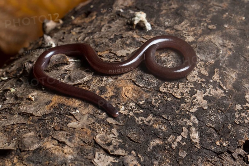 Blind snake