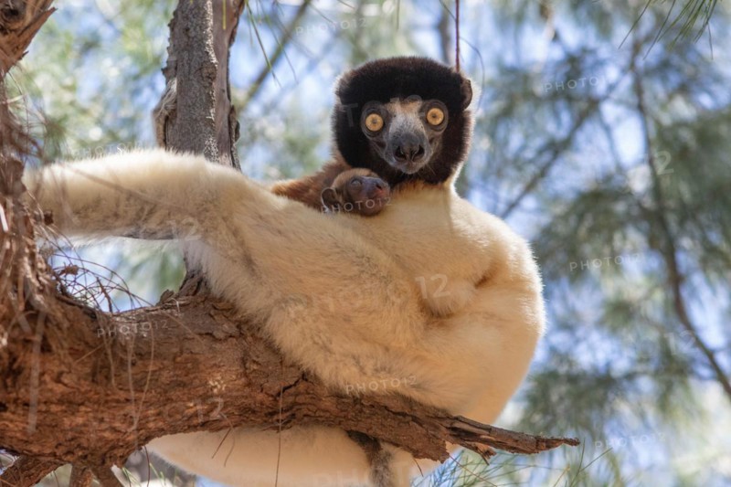 Female crowned sifaka