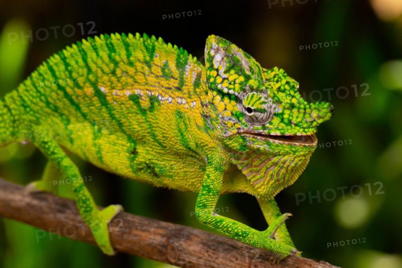 Rediscovered male voeltzkow's chameleon