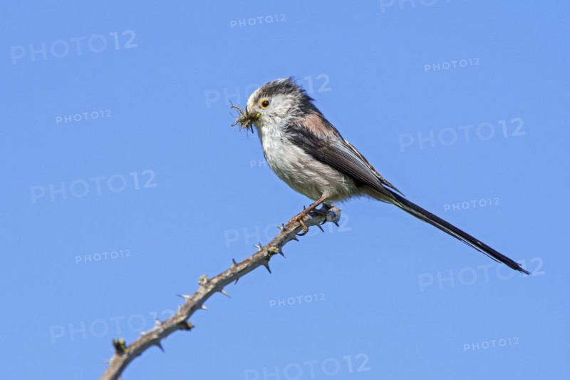 Long-tailed tit