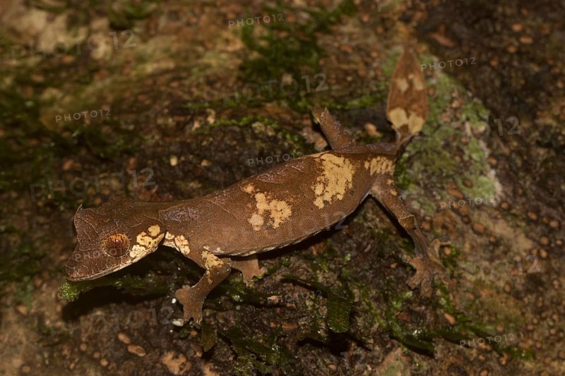 Rare leaf-tailed gecko