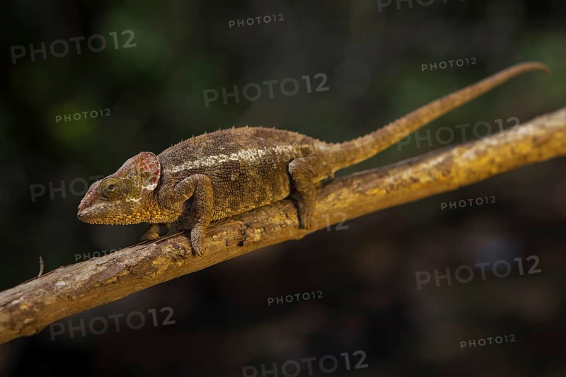 Chameleon