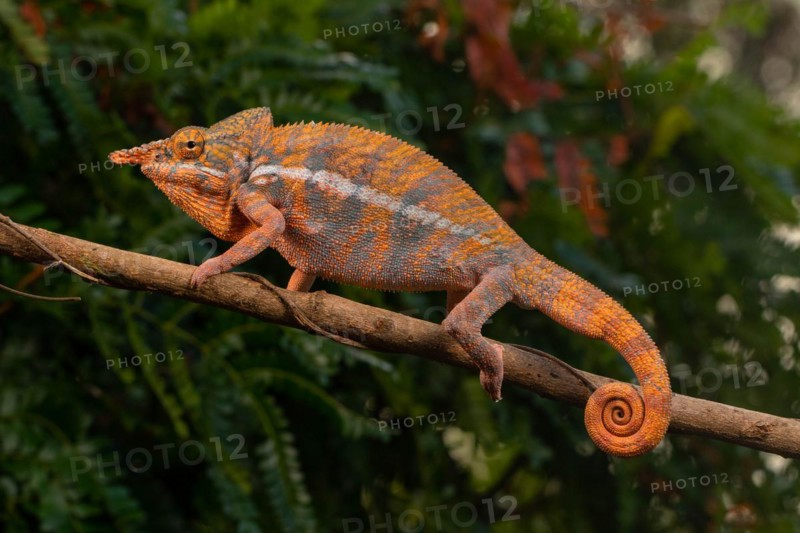 Male Angels chameleon