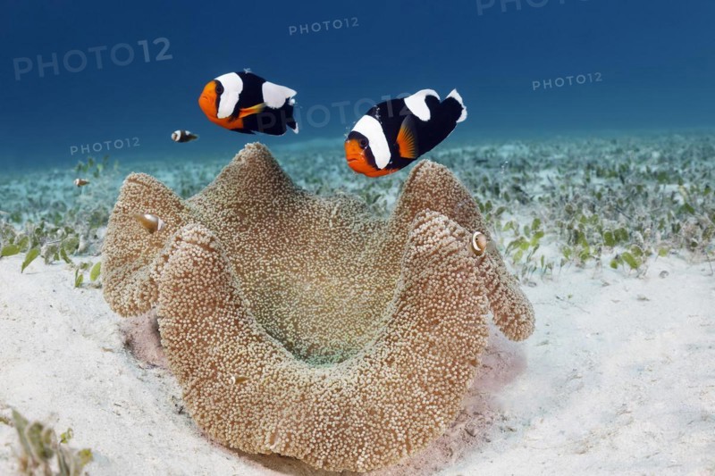 Pair of saddleback clownfish