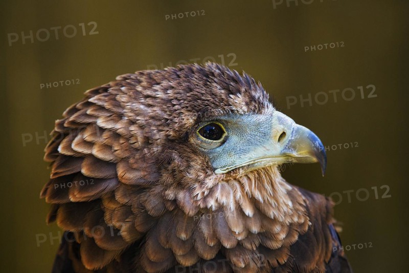 Bateleur