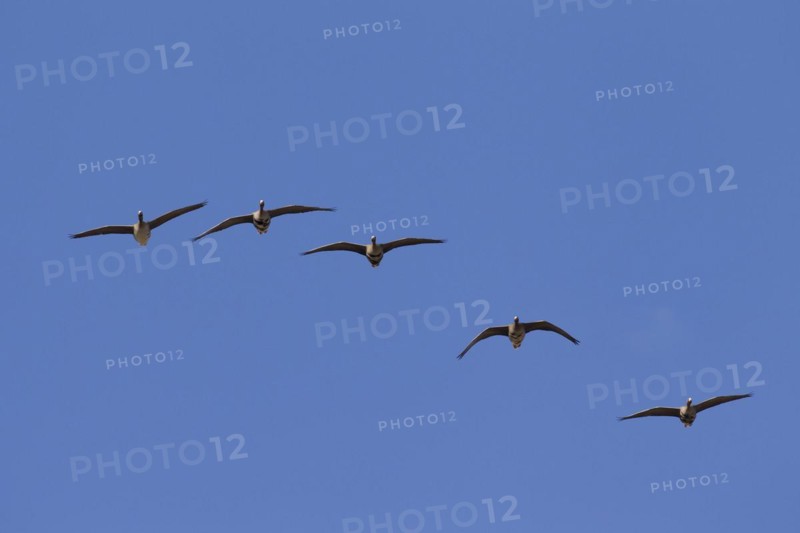 Greater white-fronted geese