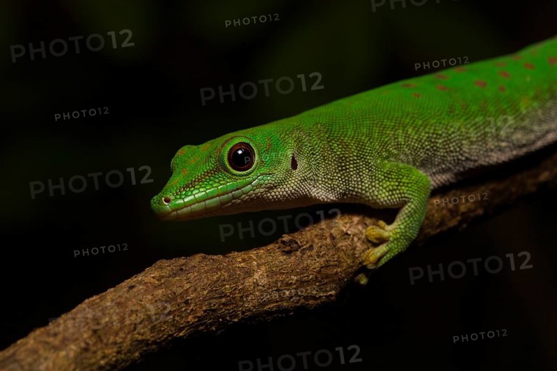 Koch's day gecko