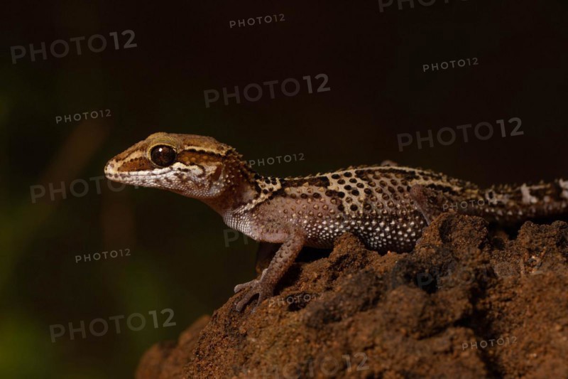 Stumpff's ground gecko