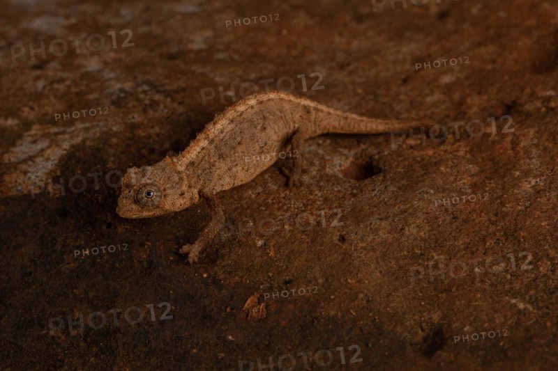 Ankarana ground chameleon