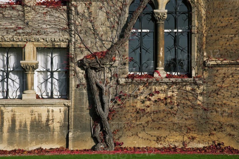 Autumn leaves on wall of Christ Church College of the Oxford University
