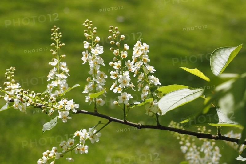 European bird cherry