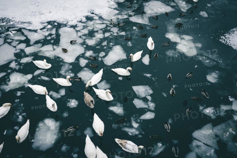 Swans and ducks swimming between ice floes in the Landwehrkanal in Berlin. 09.02.2021.