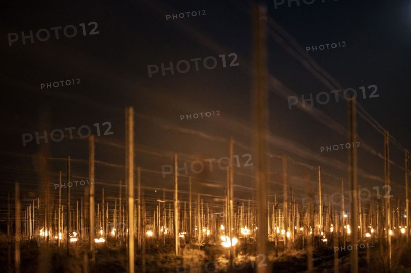 Fires loom on the vineyard of Wackerbarth Castle in Weinboehla