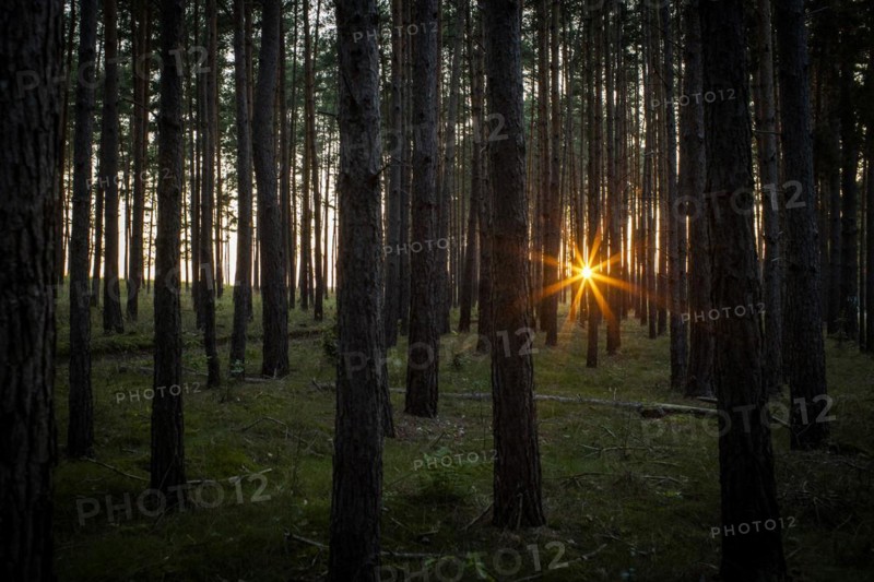 Forest landscape with evening sun in Brandenburg