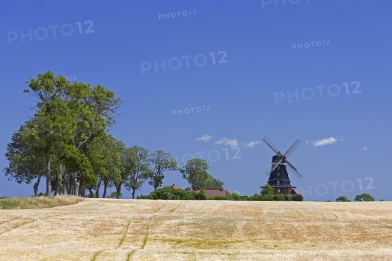 Traditional windmill in wheat field