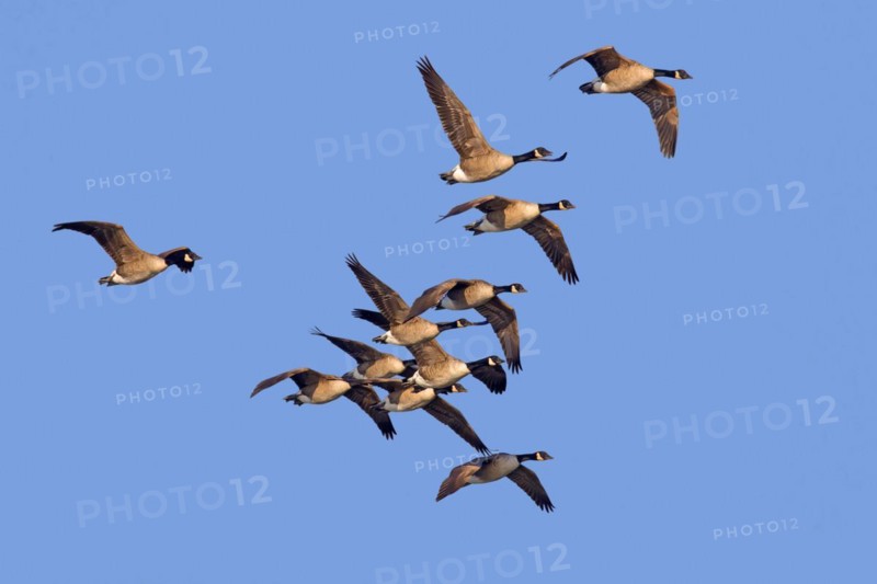 Flock of Canada geese