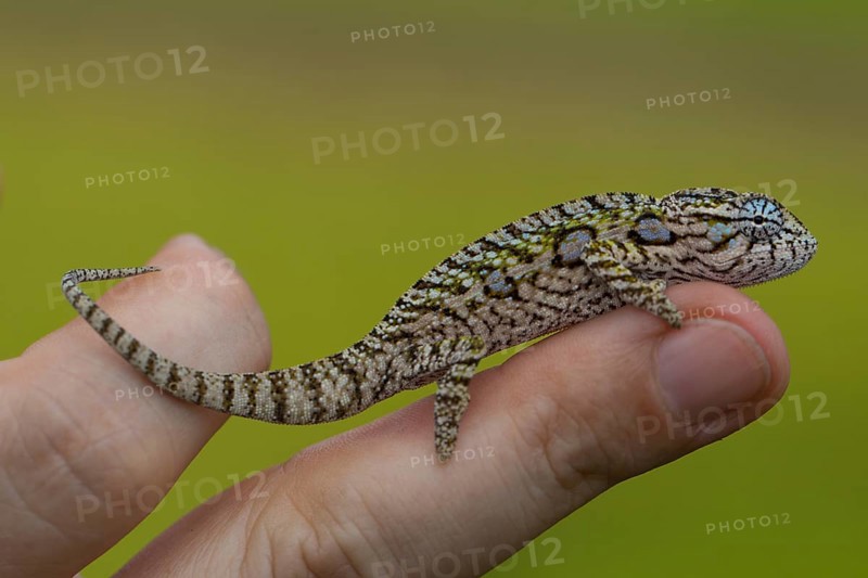 Jewel chameleon