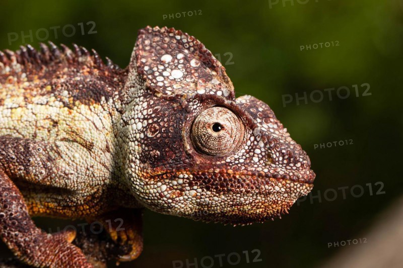 Male Madagascar malagasy giant chameleon