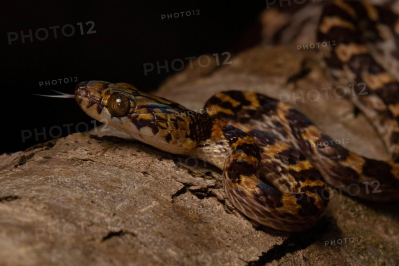 Ampijoroa tree snake