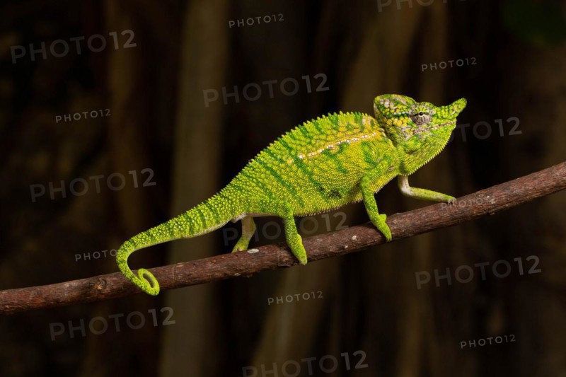 Rediscovered male voeltzkow's chameleon