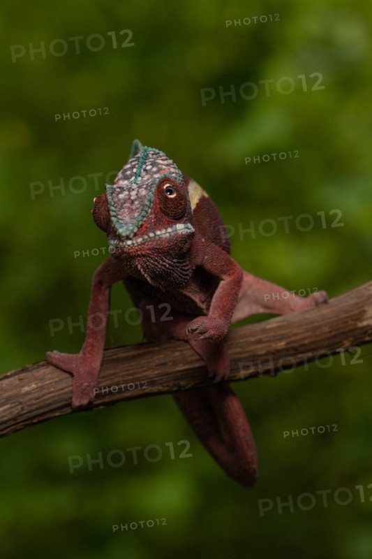 Male panther chameleon