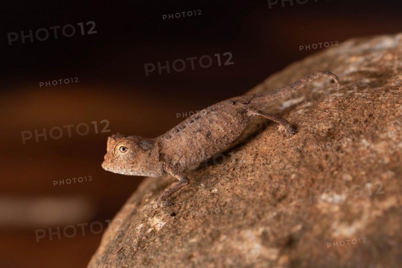 Juvenile of the Stumpff's earth chameleon