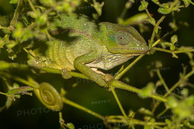 Chameleon