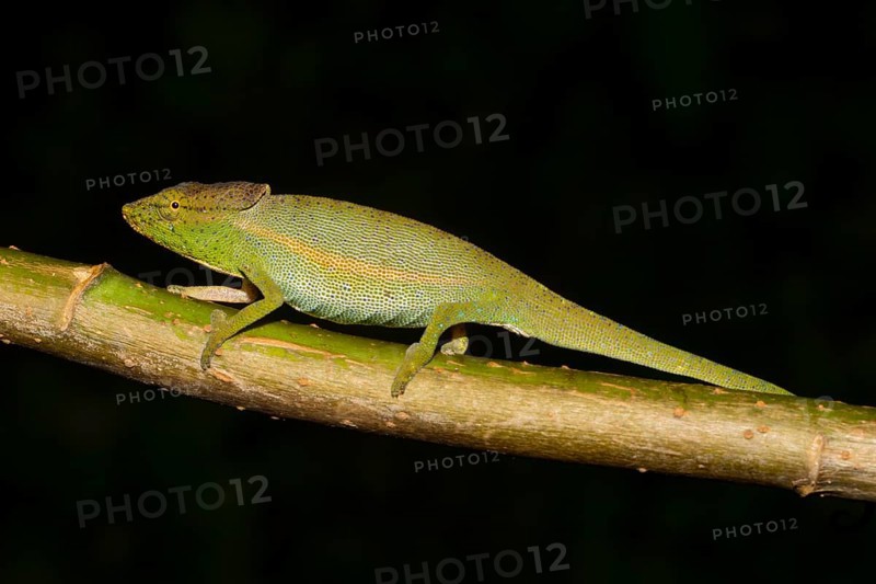 Glaws chameleon
