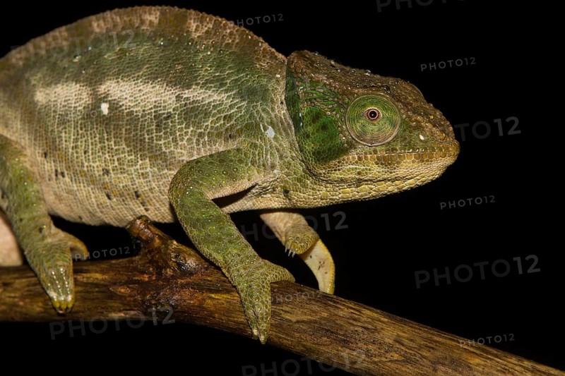 Large chameleon