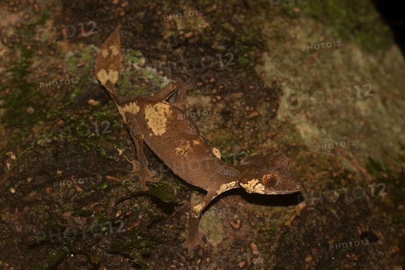 Rare leaf-tailed gecko