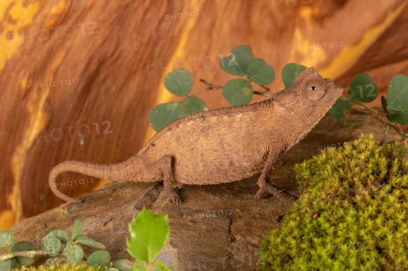 Female Stumpff's earth chameleon