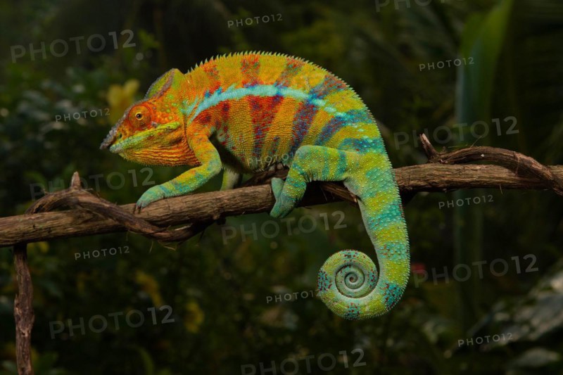 Male panther chameleon