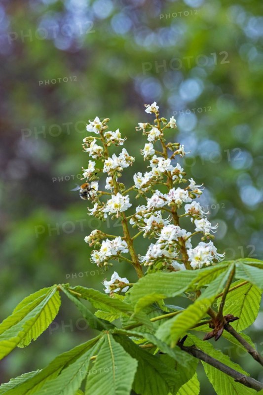 Chestnut blossoms