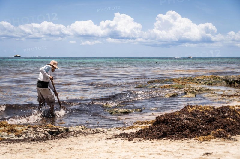 Mexican worker picking seaweed from