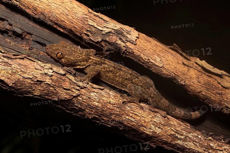 Velvet gecko