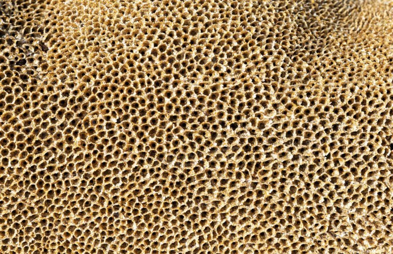 honeycomb worm