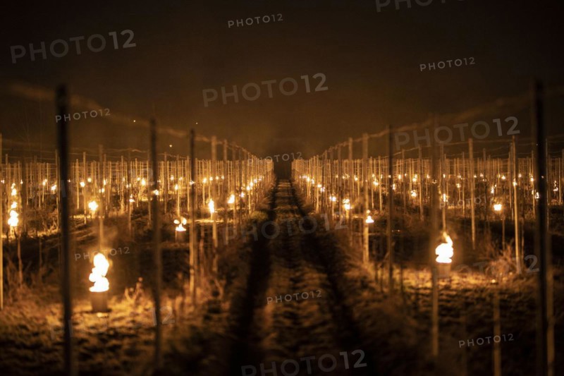 Fires loom on the vineyard of Wackerbarth Castle in Weinboehla