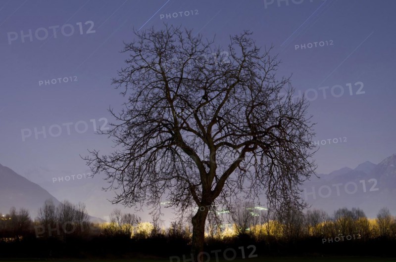 Tree at night with stars trails and mountain