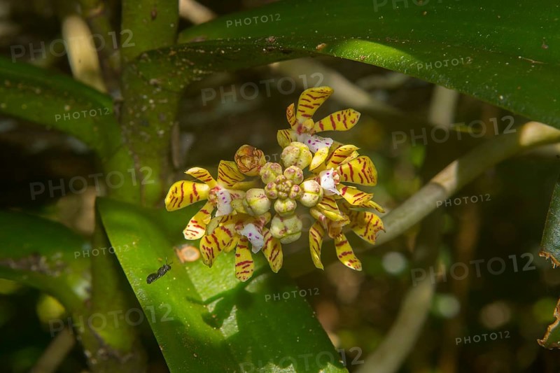 Orchid