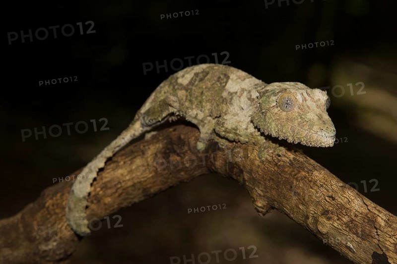 Mossy leaf-tailed gecko