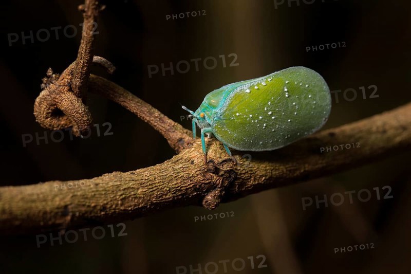 Colourful butterfly cicada